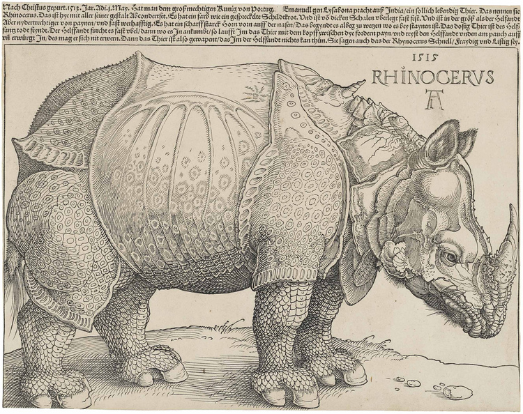 Een zeer gedetailleerde ets van een neushoorn.